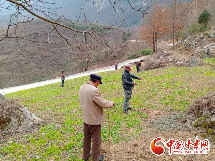 【甘肅全民戰(zhàn)“疫”】戰(zhàn)“疫”中，隴南稻坪的春天