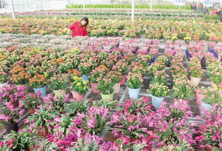 臨夏縣20多萬(wàn)株水仙花、杜鵑、蝴蝶蘭等60多種花卉競(jìng)相綻放
