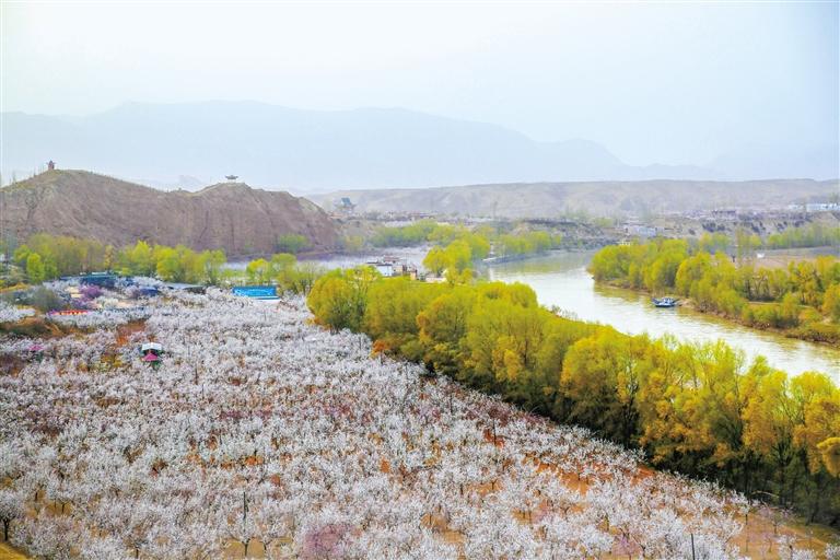 甘肅旅游丨唐汪杏花開 楚楚等君來 在這里賞花看丹霞，美哉！