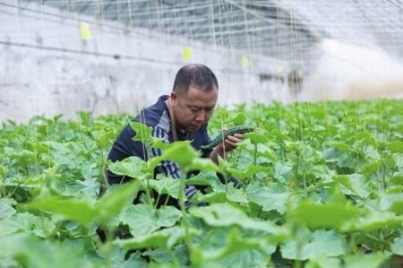 “栽種的是菜苗，收獲的是希望！”——隴南兩當縣豆坪村蔬菜種植見聞