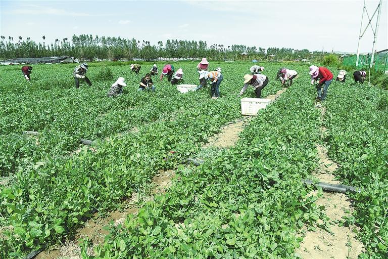 臨夏縣百益現(xiàn)代農業(yè)公司種植的500多畝豌豆苗、甜豆等進入豐產期