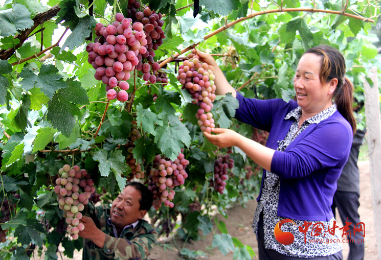 【小康圓夢·看甘肅】金塔：特色發(fā)展 解鎖鄉(xiāng)村振興“幸福密碼”