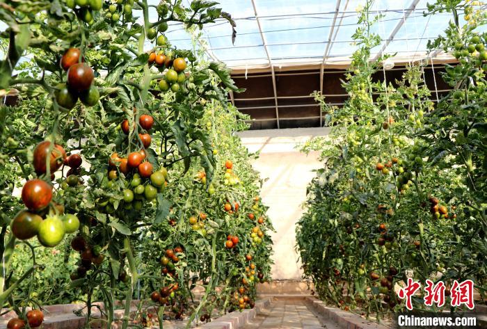 12月14日，甘肅省武威市民勤縣紅旗谷現(xiàn)代農(nóng)業(yè)產(chǎn)業(yè)園，溫棚內(nèi)“水果西紅柿”長勢良好?！●R愛彬 攝