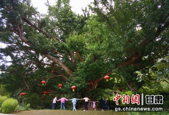 隴南徽縣境內(nèi)最古老的銀杏樹。當(dāng)?shù)貍髡f，它已有千年樹齡。（資料圖）殷春永 攝