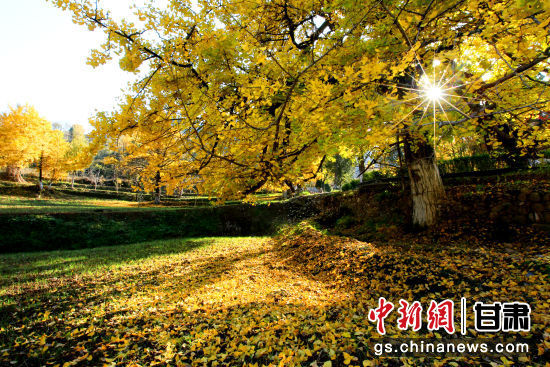 隴南徽縣銀杏樹最美的時(shí)候，當(dāng)屬每年的10月至11月。圖為樹葉已染黃的銀杏樹。張承榮 攝