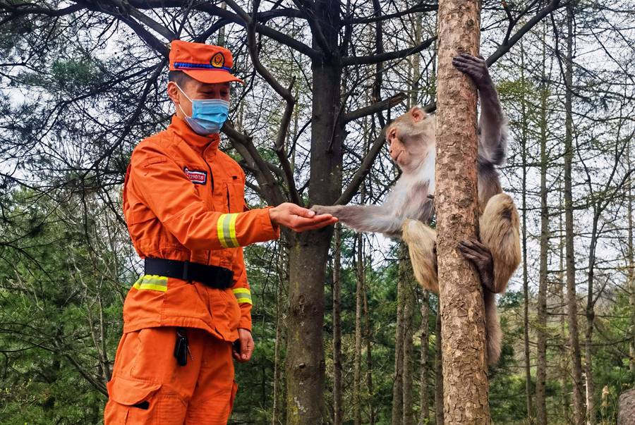 【甘快看】嗨！你好！甘肅隴南森林消防員巡護途中偶遇野生獼猴群