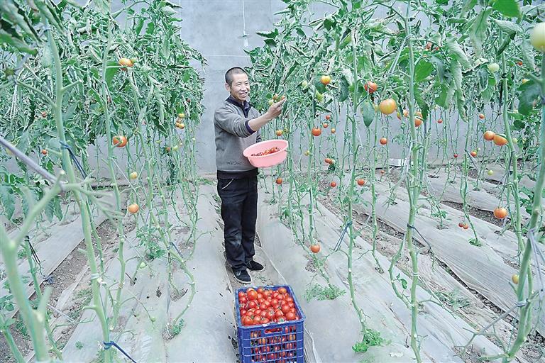 臨夏縣尹集、刁祁鎮(zhèn)易地扶貧搬遷后續(xù)產(chǎn)業(yè)園有日光溫室534座