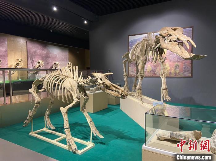 圖為5月底，和政縣古動物化石博物館內(nèi)修復(fù)后的古生物化石。　高展 攝