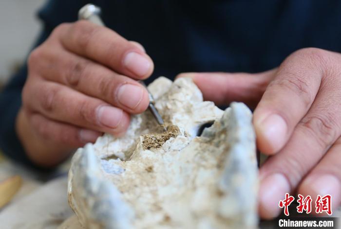 2022年6月，在和政古動物化石博物館內(nèi)，古生物化石修復(fù)師對化石進行修復(fù)。(資料圖) 高展 攝