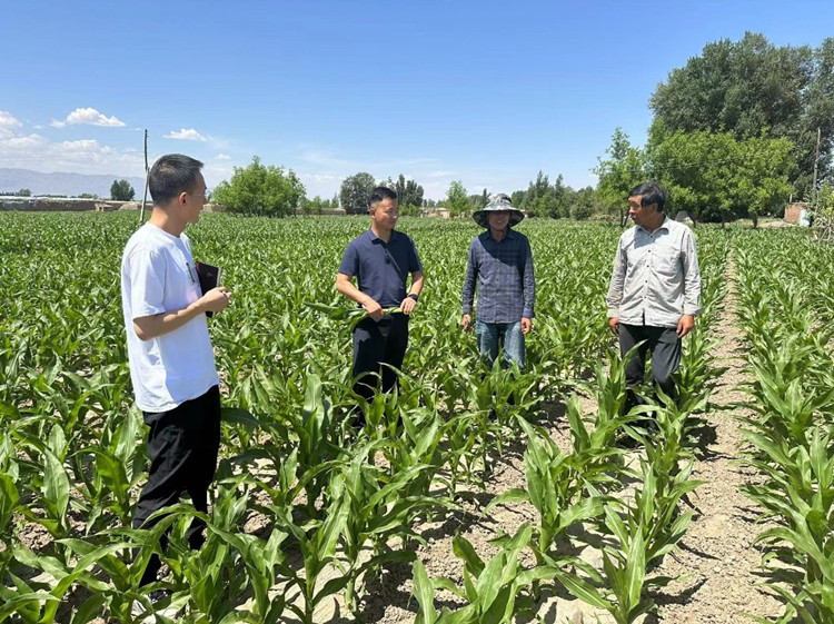 臨澤縣蓼泉鎮(zhèn)紀委工作人員深入田間地頭，現(xiàn)場了解玉米制種長勢和產(chǎn)業(yè)發(fā)展情況。.jpg