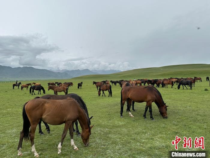 7月中旬，在山丹馬場草原上吃草的“山丹馬”。　戴文昌 攝