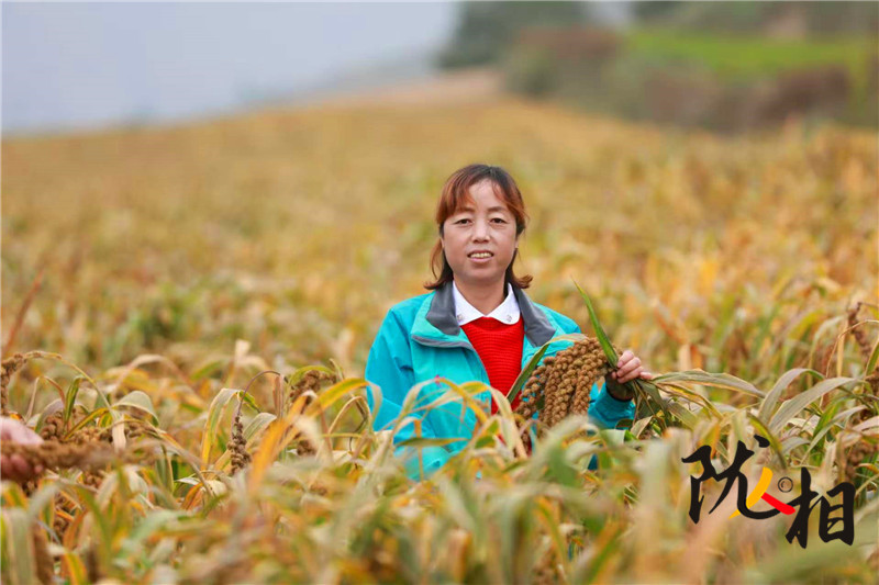 【隴人相214期】人大代表王華：履職心系“土寶貝” 會寧雜糧闖出大市場
