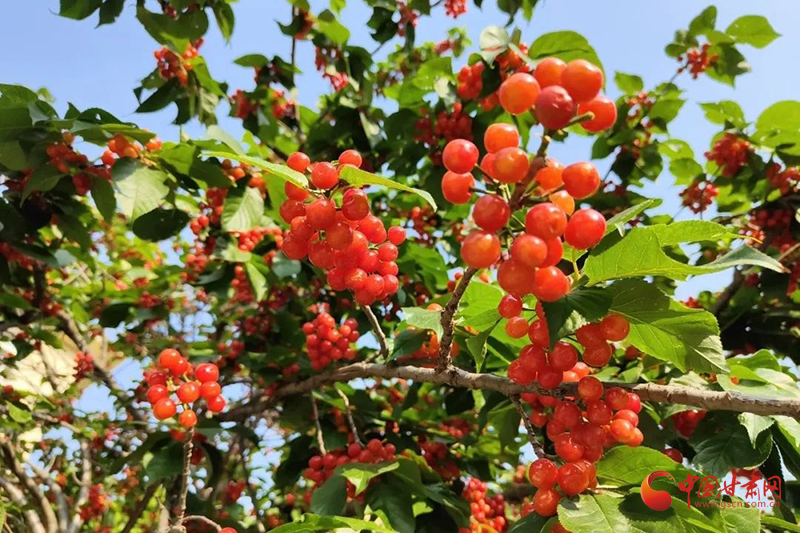 西和：特色農(nóng)業(yè)“織”就鄉(xiāng)村振興錦繡畫卷