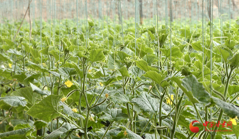 鄉(xiāng)村振興看甘肅|臨澤：黃瓜“住”大棚 豐收“錢”景旺